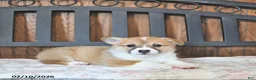 Welsh Corgi Pembroke dogs for sale: Torie - Ad 1