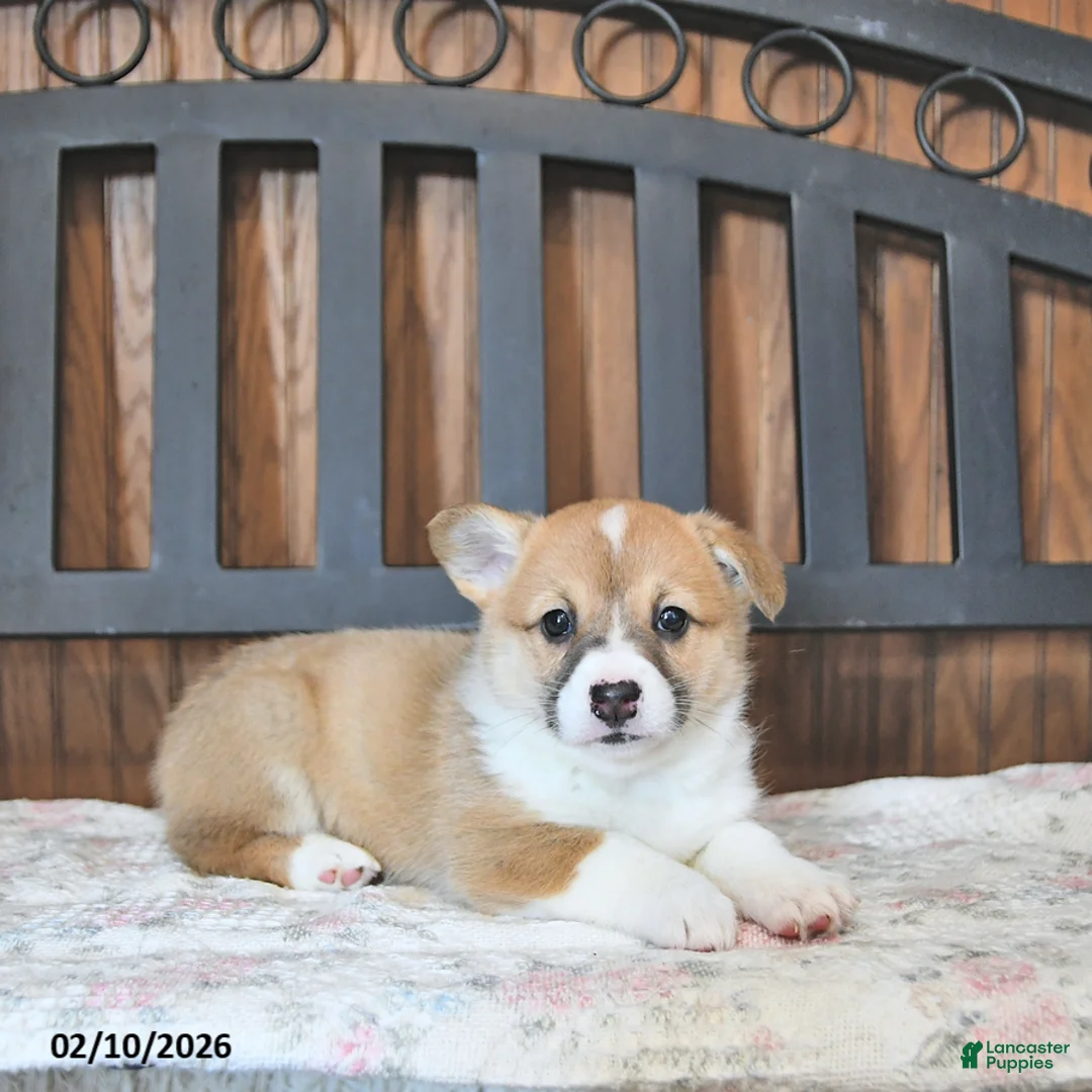 Welsh Corgi Pembroke dogs for sale: Torie - Ad 1