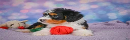 Mini Bernedoodle dogs for sale: Sasha - Ad 6