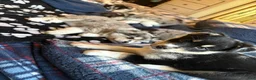 Pomsky dogs for sale: Pomsky Puppy 1 - Ad 6