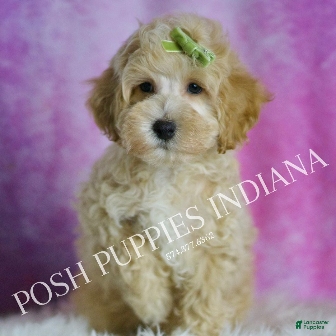 Maltipoo dogs Bubbles - Ad 14
