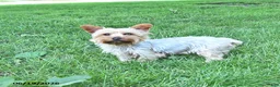 Yorkshire Terrier dogs for sale: Sparky - Ad 6