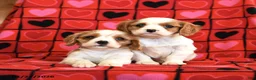 Cavalier King Charles Spaniel dogs for sale: Tater Tot - Ad 2