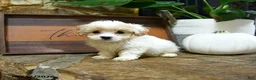 Maltipoo dogs for sale: Xerxes - Ad 5