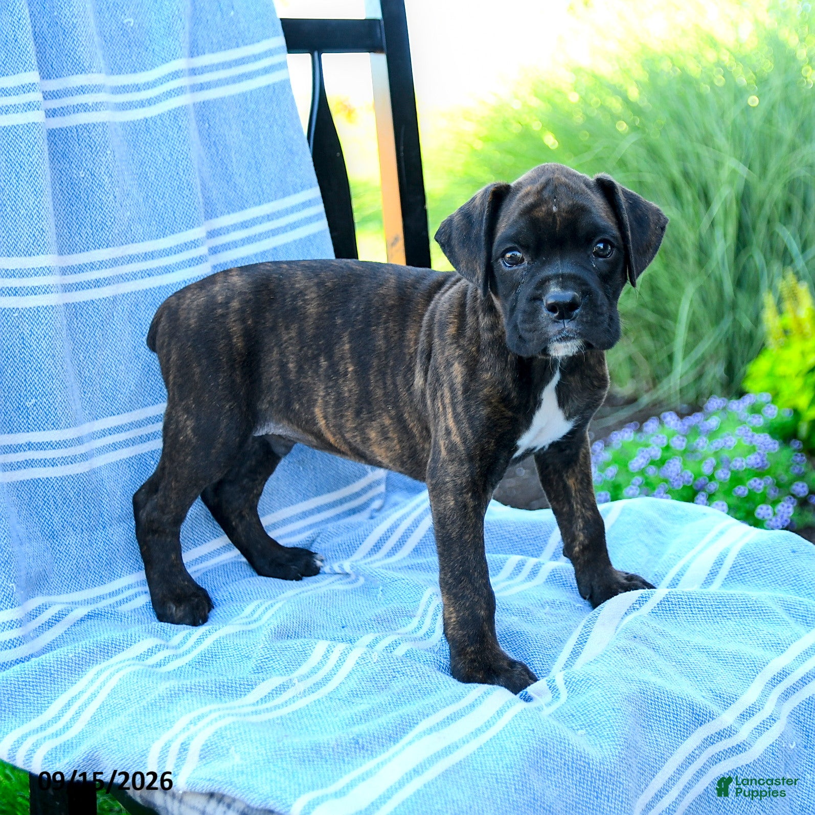 Boxer dogs Owen - Ad 2