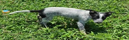Mixed Breed dogs for sale: Bear - Ad 5