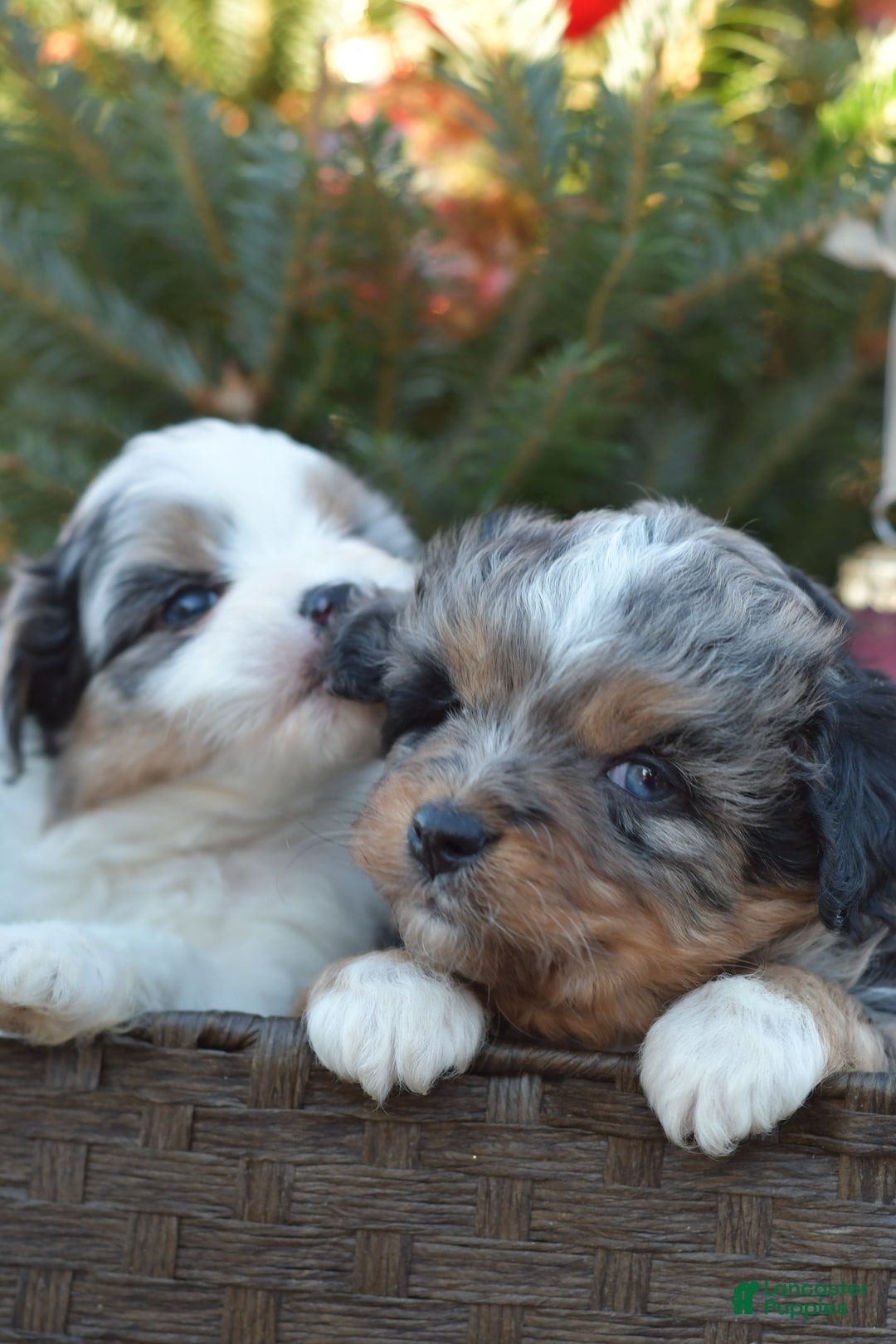 Mini Aussiedoodle dogs for sale: Cash - Ad 28