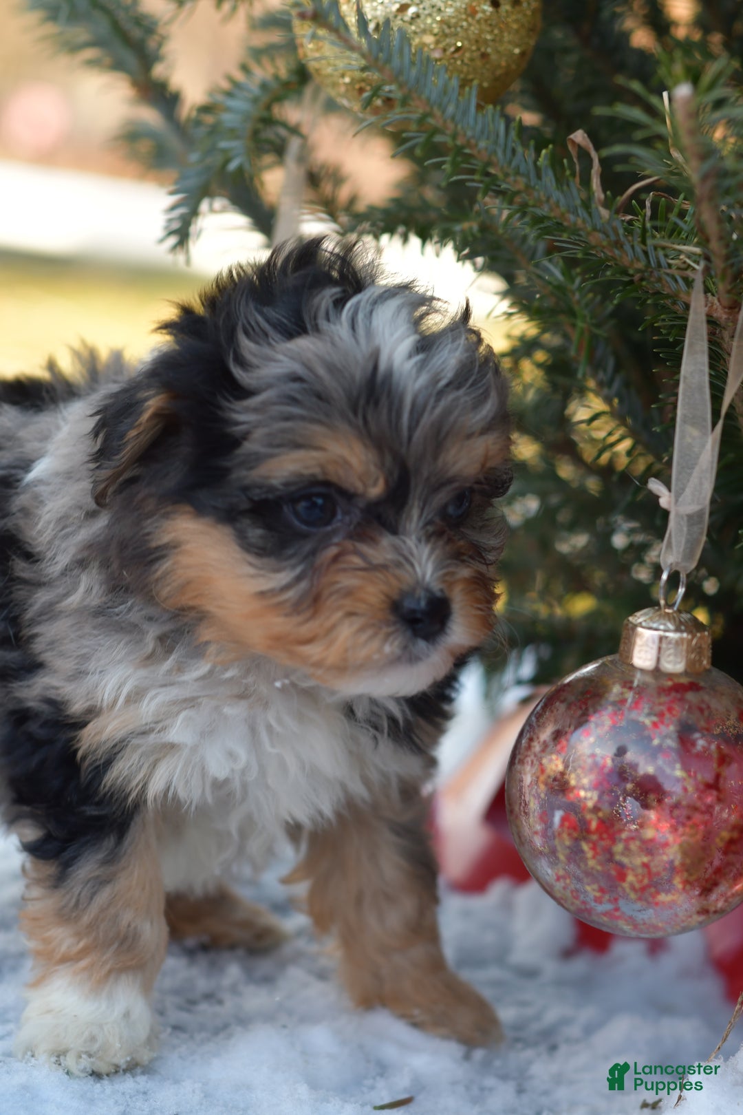 Mini Aussiedoodle dogs for sale: Jackson - Ad 17