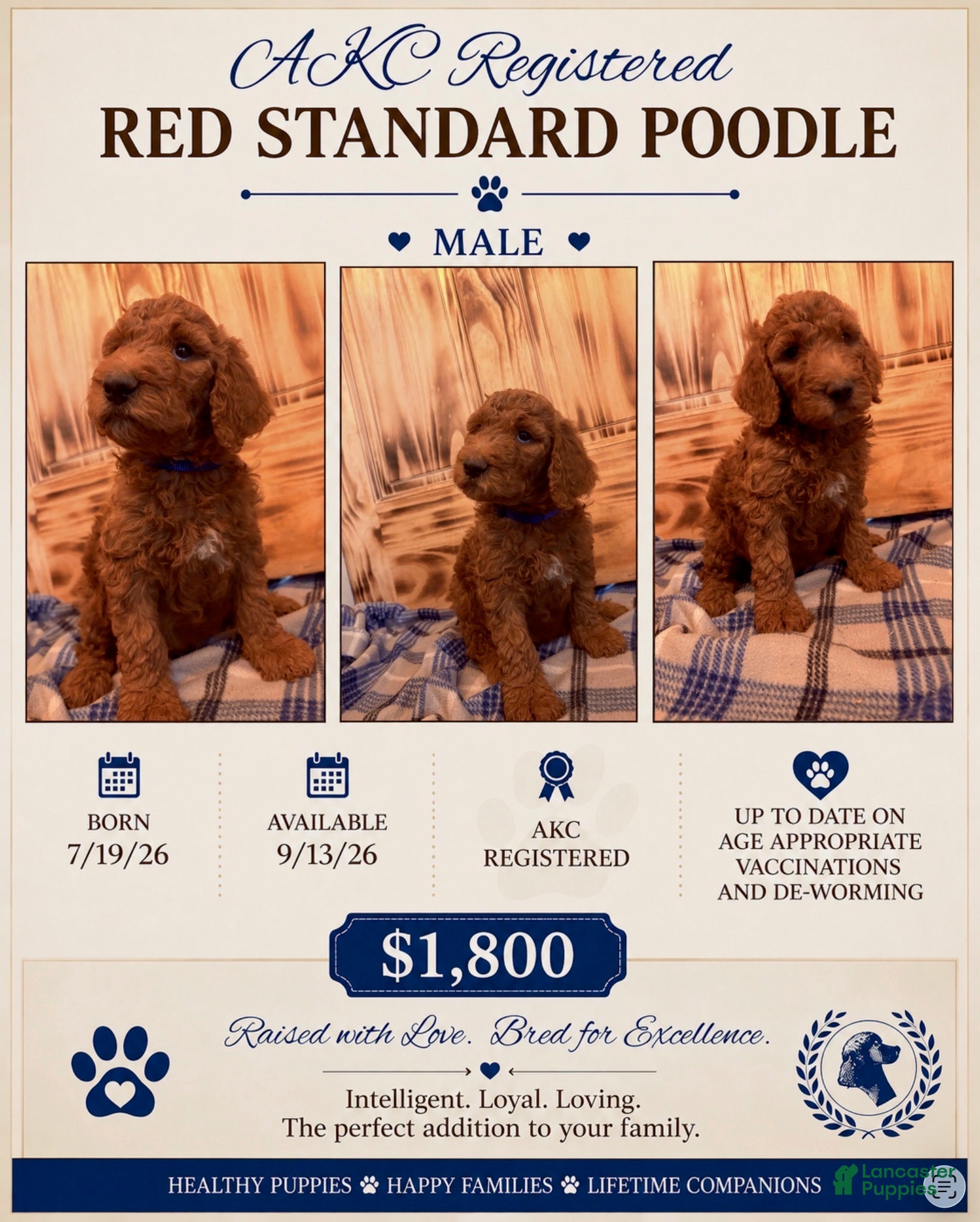 Standard Poodle dogs Standard Poodle 2 - Ad 1