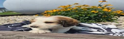 Mixed Breed dogs for sale: Letty - Ad 1