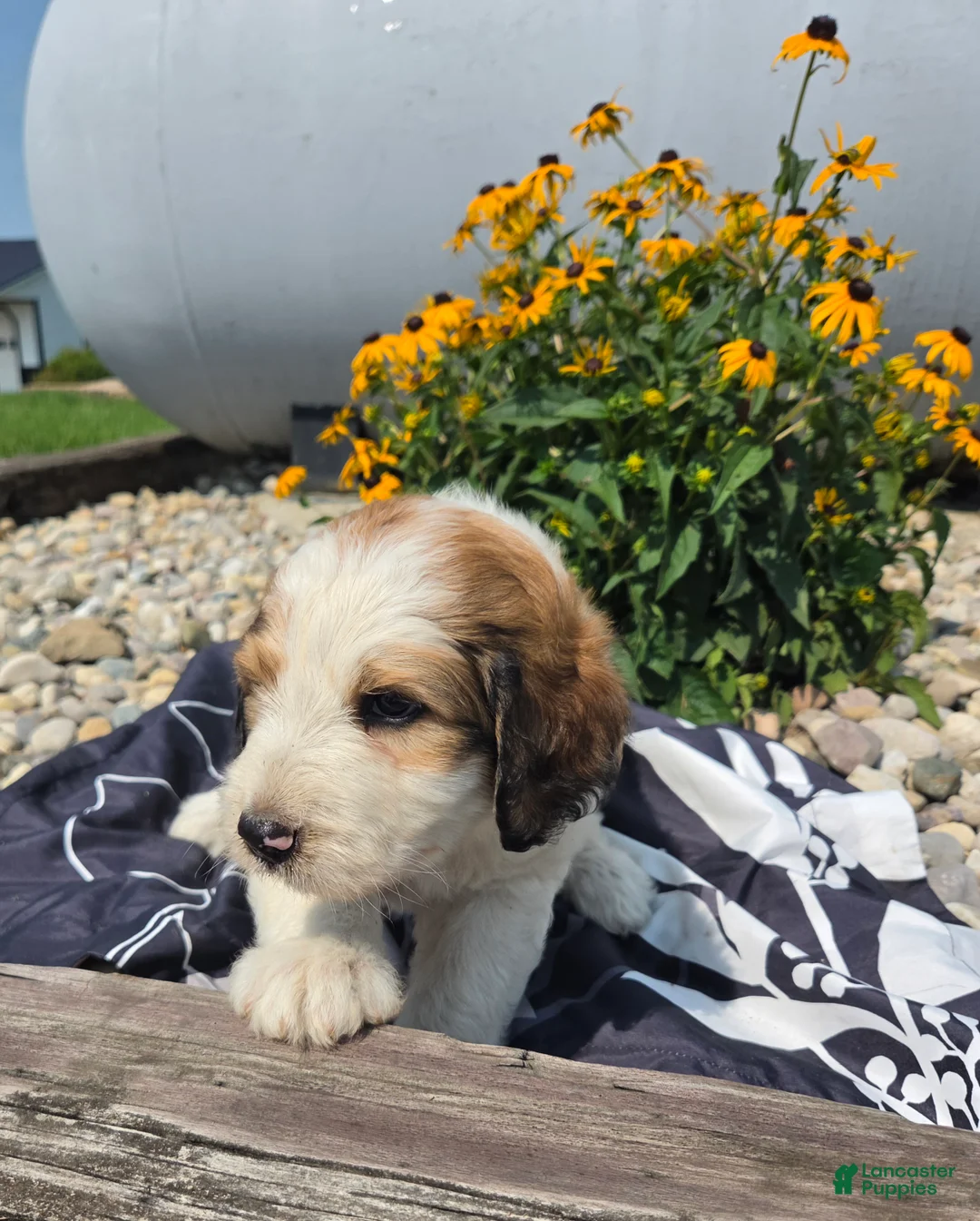 Mixed Breed dogs for sale: Letty - Ad 1