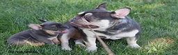 French Bulldog dogs for sale: Mae - Ad 6