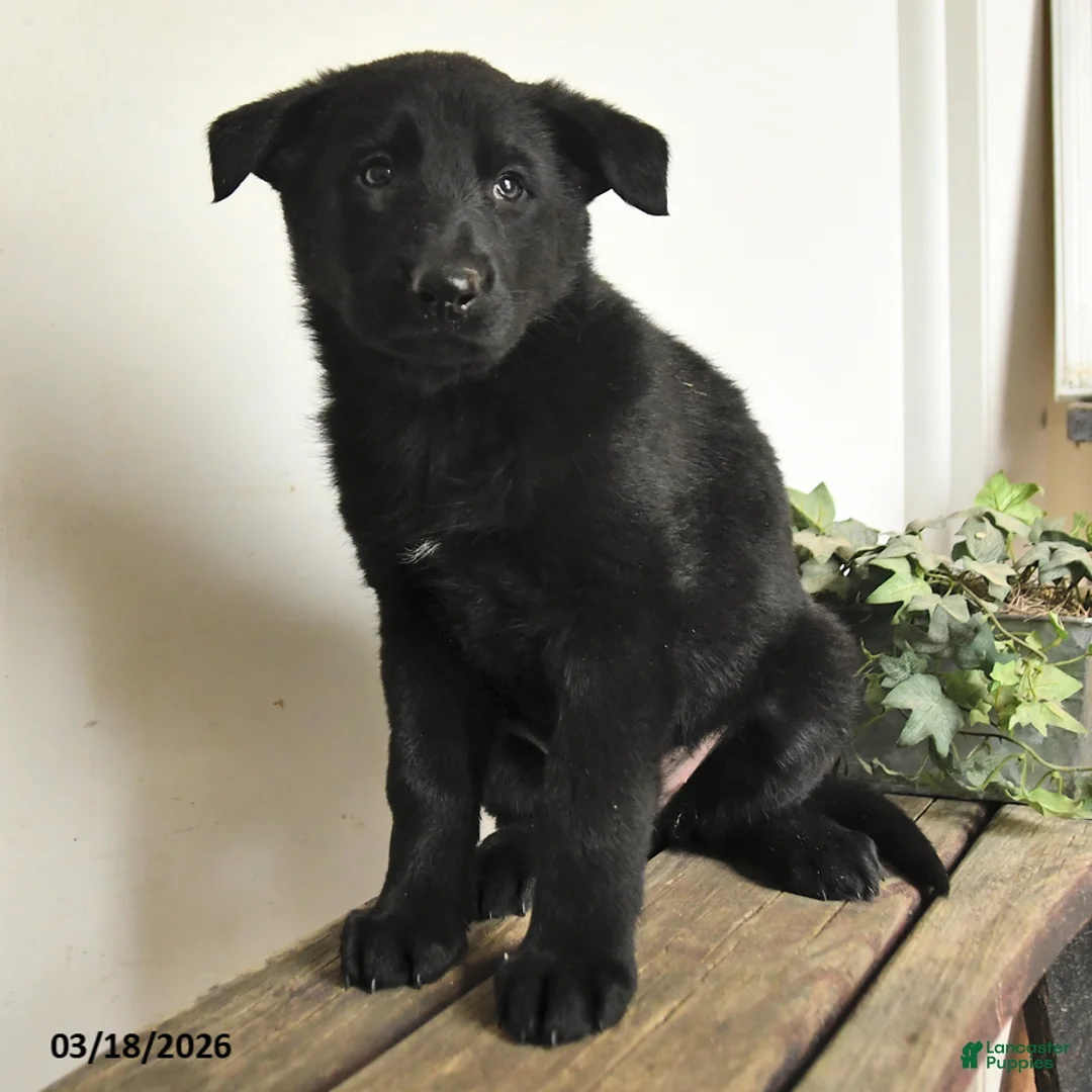 Mixed Breed dogs for sale: Tulip - Ad 3