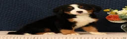 Bernese Mountain Dog dogs for sale: Heather - Ad 8