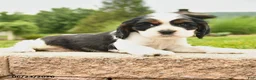 Cocker Spaniel dogs for sale: Lady - Ad 4