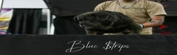 English Bulldog dogs for sale: Fiona - Ad 12