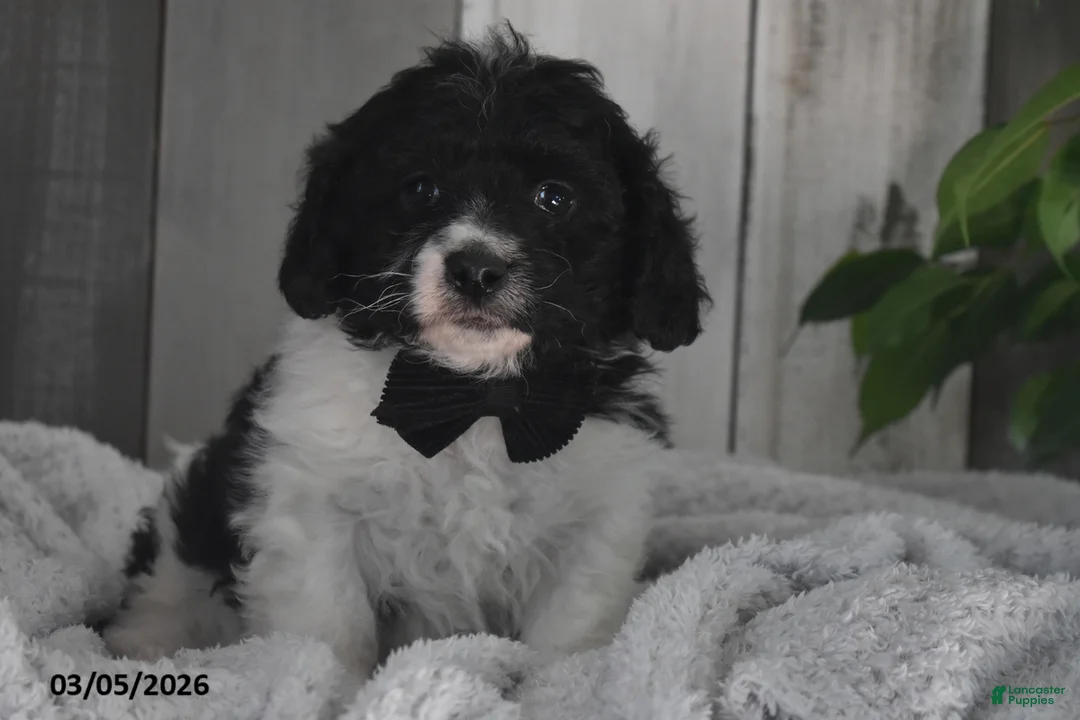 Cavapoo dogs for sale: Karson - Ad 1