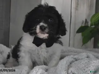 Cavapoo dogs for sale: Karson - Ad 4