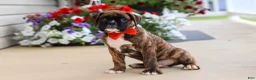 Boxer dogs for sale: Benson - Ad 3