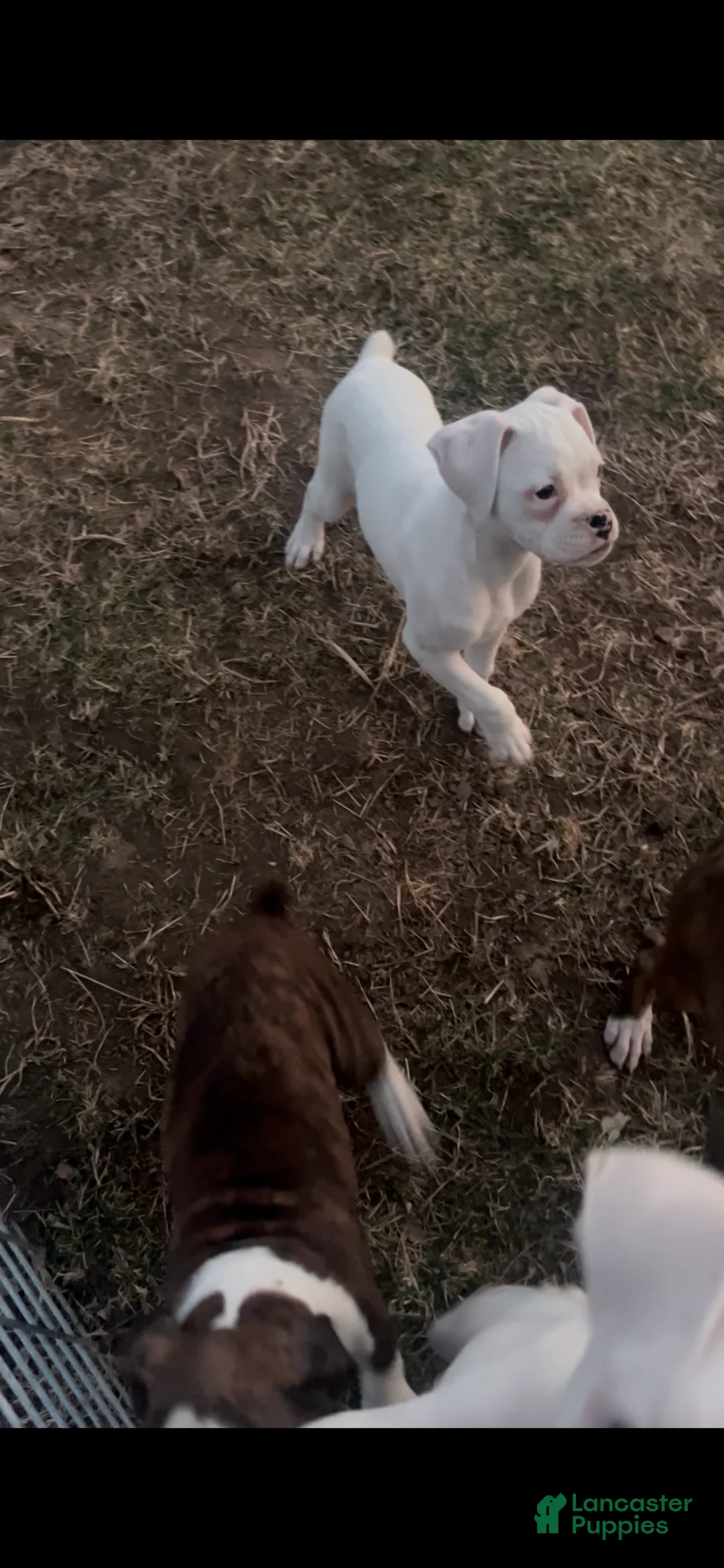 Boxer dogs for sale: P3 - Ad 2