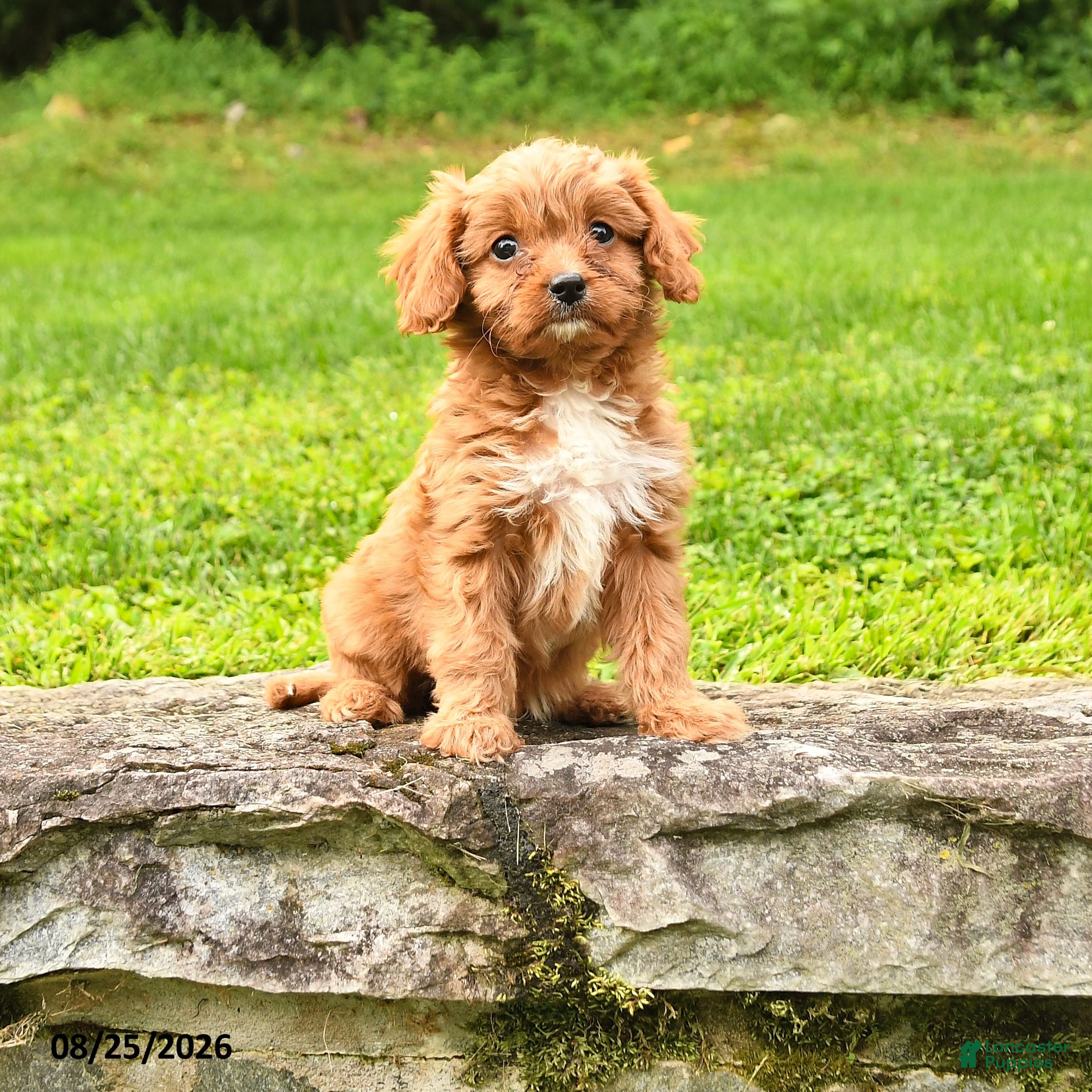 Cavapoo dogs Sally - Ad 1