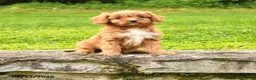 Cavapoo dogs for sale: Sally - Ad 1