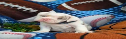 English Bulldog dogs for sale: Dunmore - Ad 5