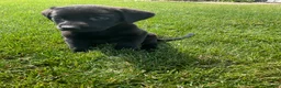 Labrador Retriever dogs for sale: Dottie - Ad 3