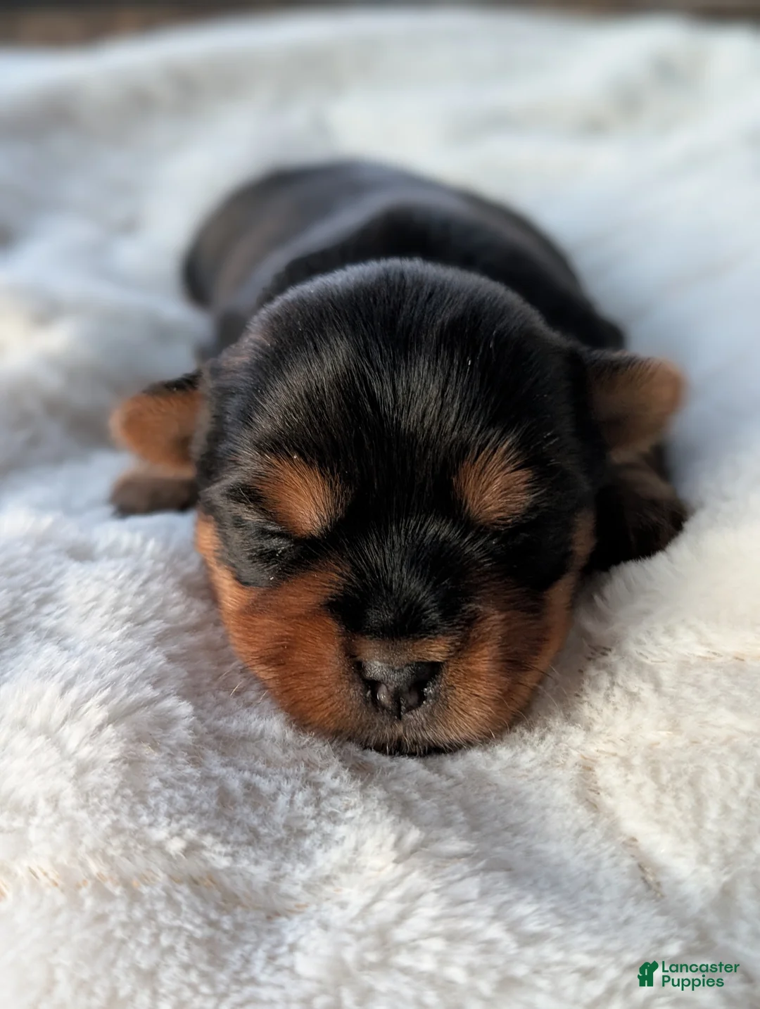 Yorkshire Terrier dogs for sale: Princess  - Ad 13
