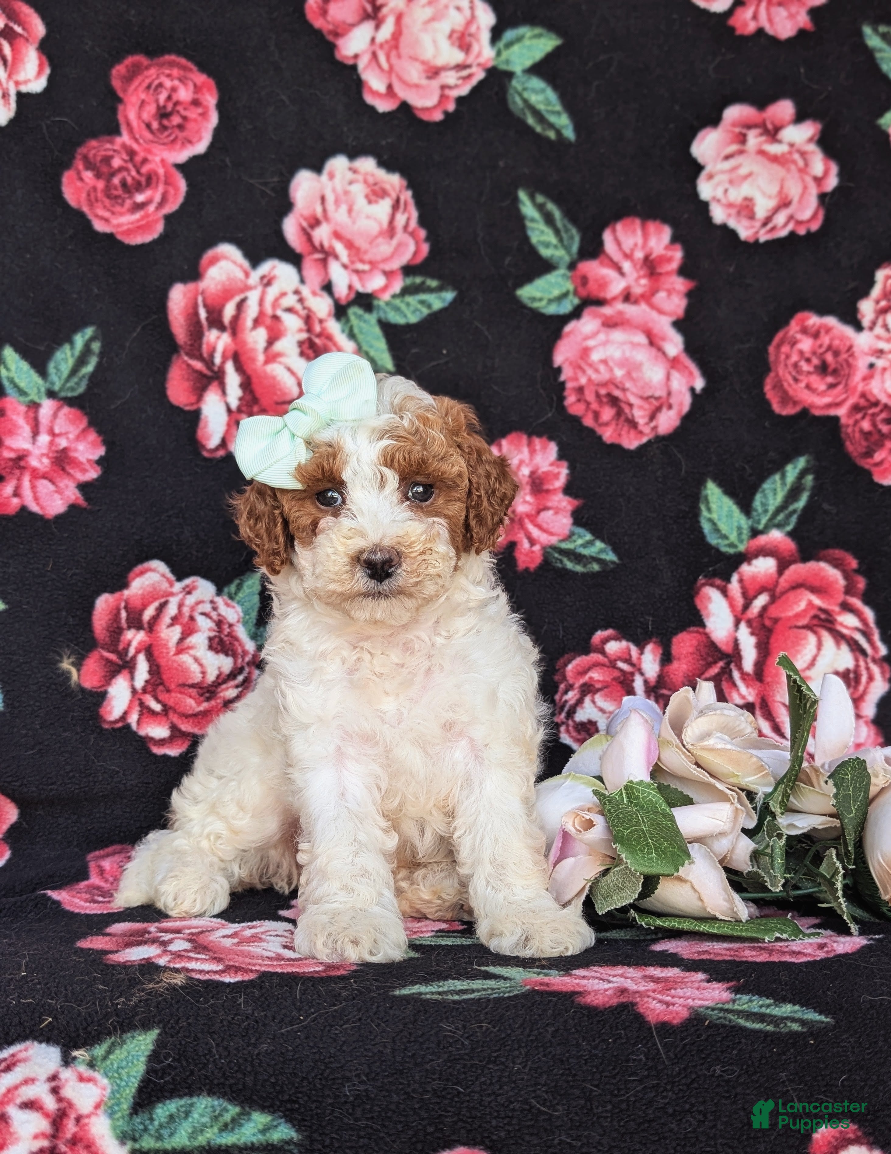 Miniature Poodle dogs Carleen - Ad 2