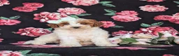 Miniature Poodle dogs for sale: Carleen - Ad 2