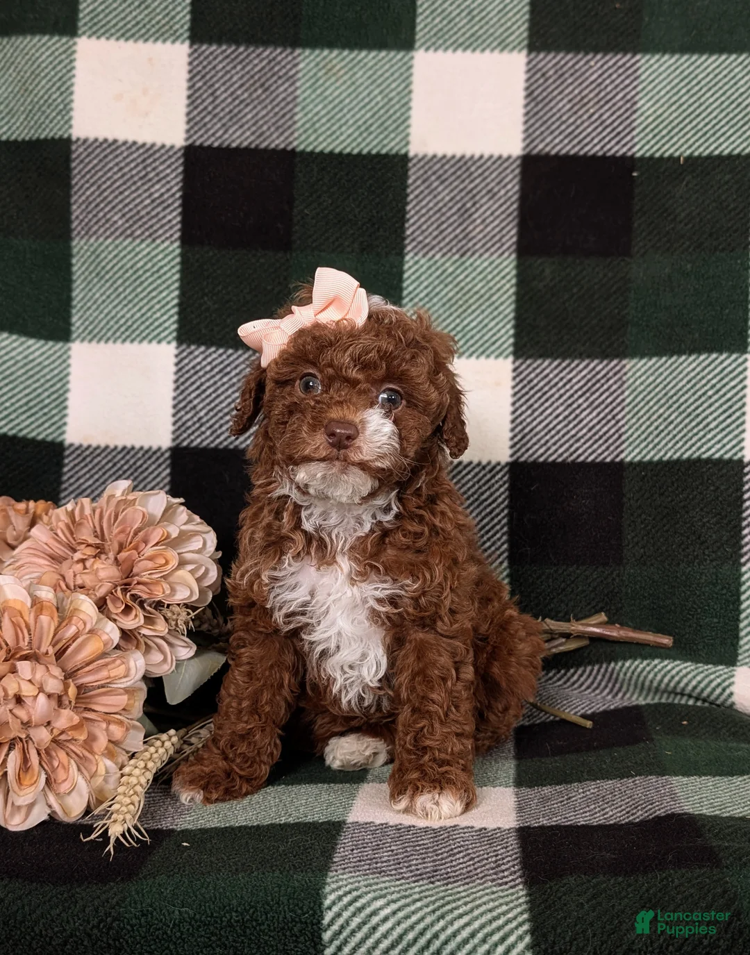 Mixed Breed dogs for sale: Helene 10 lbs Full Grown - Ad 5