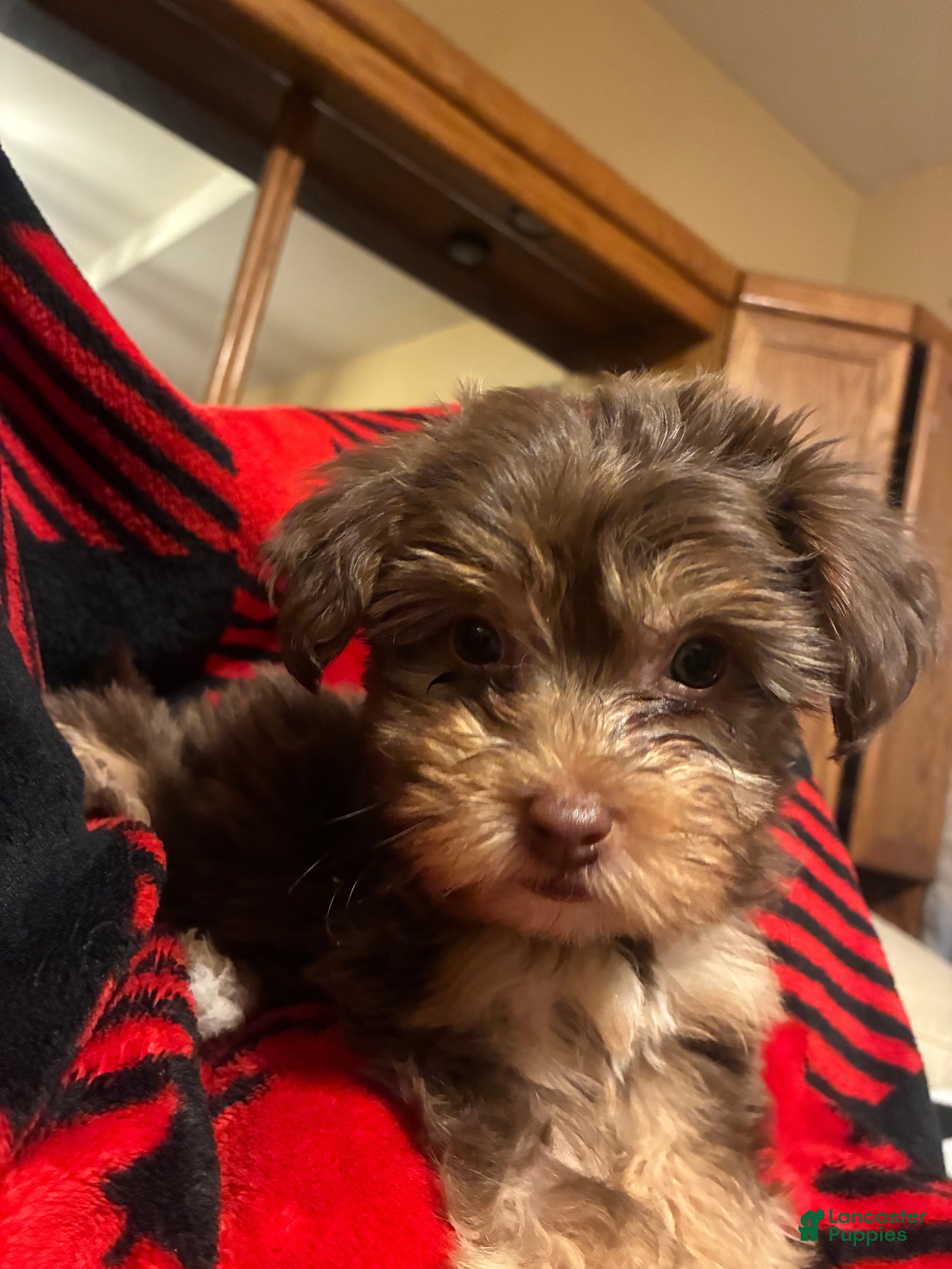 Yorkiepoo dogs Yorkiepoo Puppy 1 - Ad 3