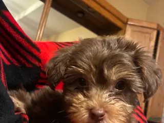 Yorkiepoo dogs Yorkiepoo Puppy 1 - Ad 5