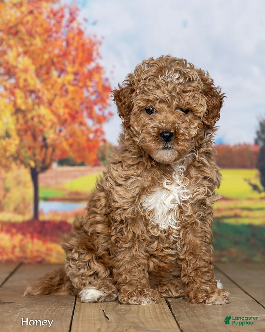 Mini Goldendoodle dogs for sale: Honey - Ad 1