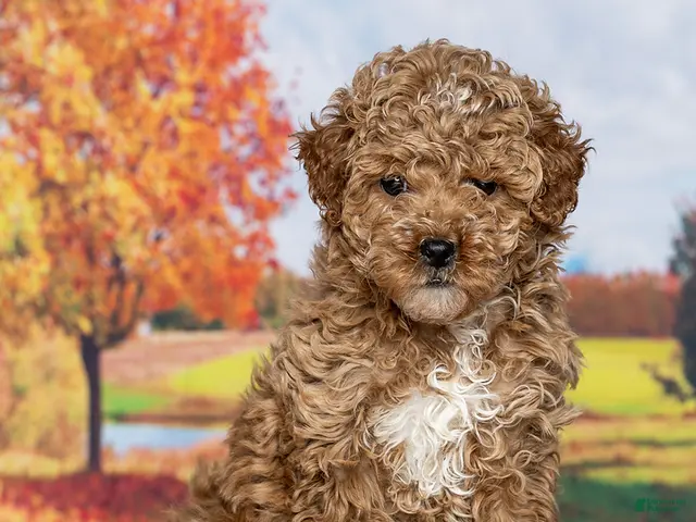 Mini Goldendoodle dogs for sale: Honey - Ad 1