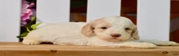 Cockapoo dogs for sale: Cora - Ad 4