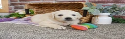 Golden Retriever dogs for sale: Tallulah - Ad 6