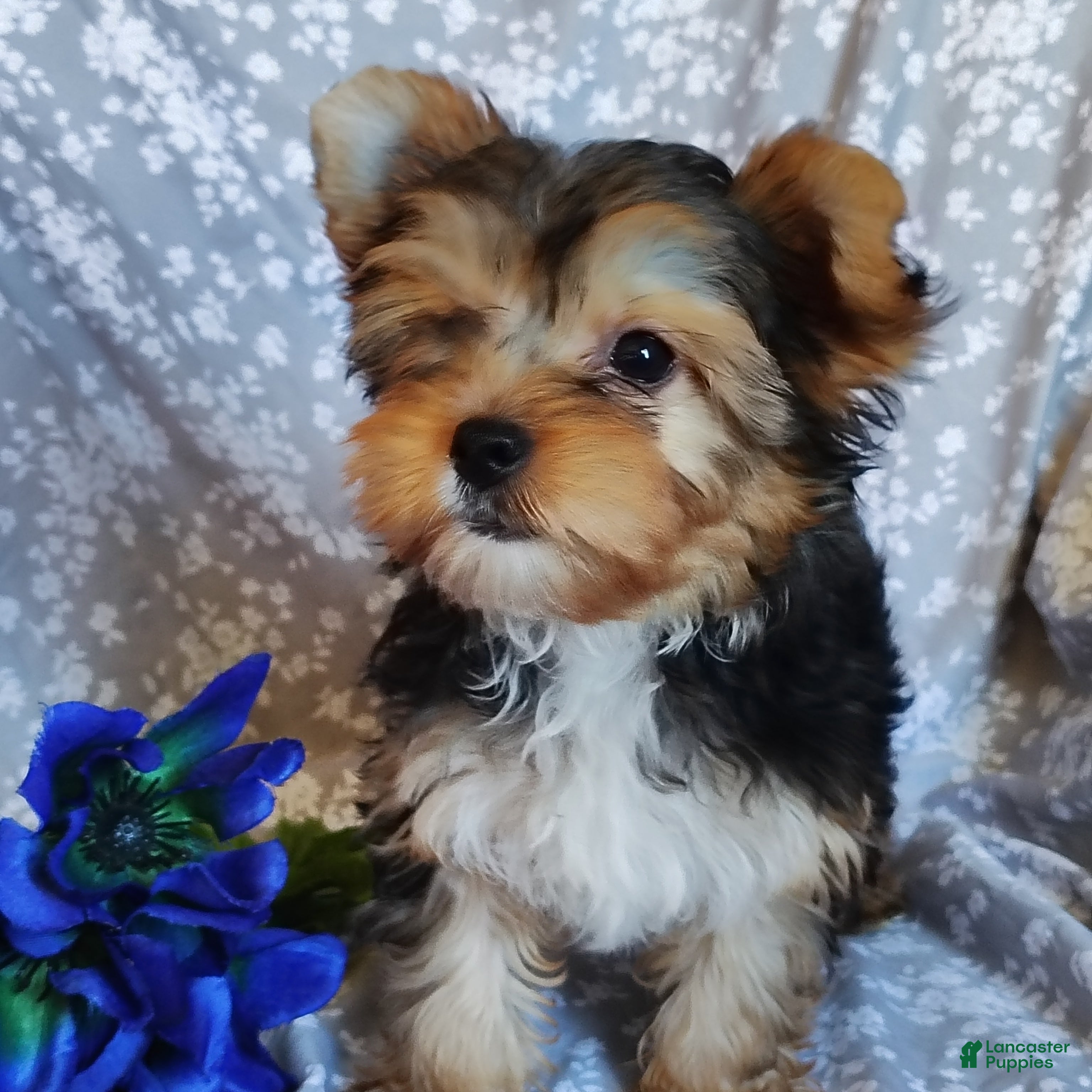 Yorkshire Terrier dogs Johnny - Ad 2