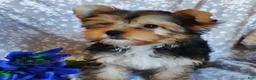 Yorkshire Terrier dogs for sale: Johnny - Ad 2