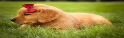 Golden Retriever dogs for sale: Rocco✨ - Ad 8