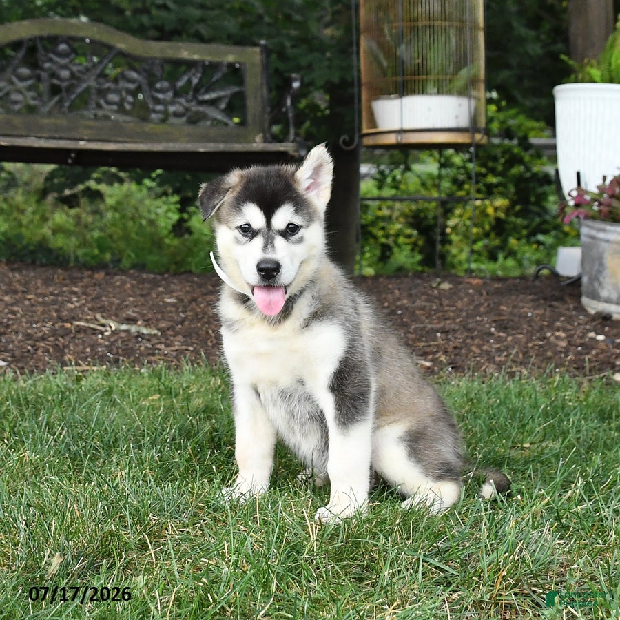 Alaskan Malamute dogs Skila - Ad 2