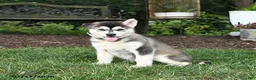 Alaskan Malamute dogs for sale: Skila - Ad 2