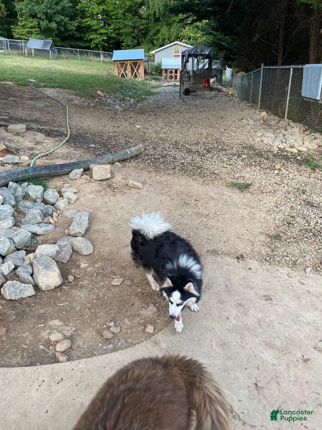 Pomsky dogs for sale: Jade - Ad 9