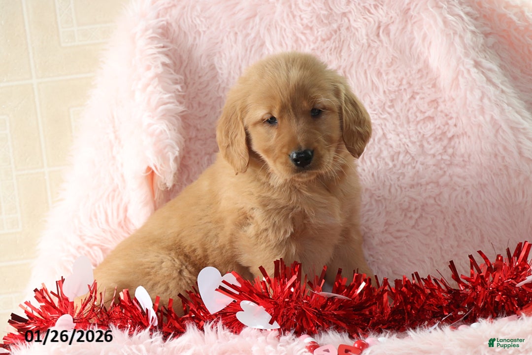 Golden Retriever dogs for sale: Lacey - Ad 1