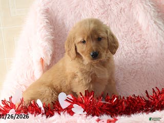Golden Retriever dogs Lacey - Ad 13