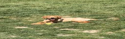 Golden Retriever dogs for sale: Prince - Ad 5