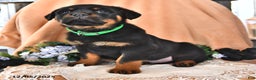Rottweiler dogs for sale: Rocky - Ad 2