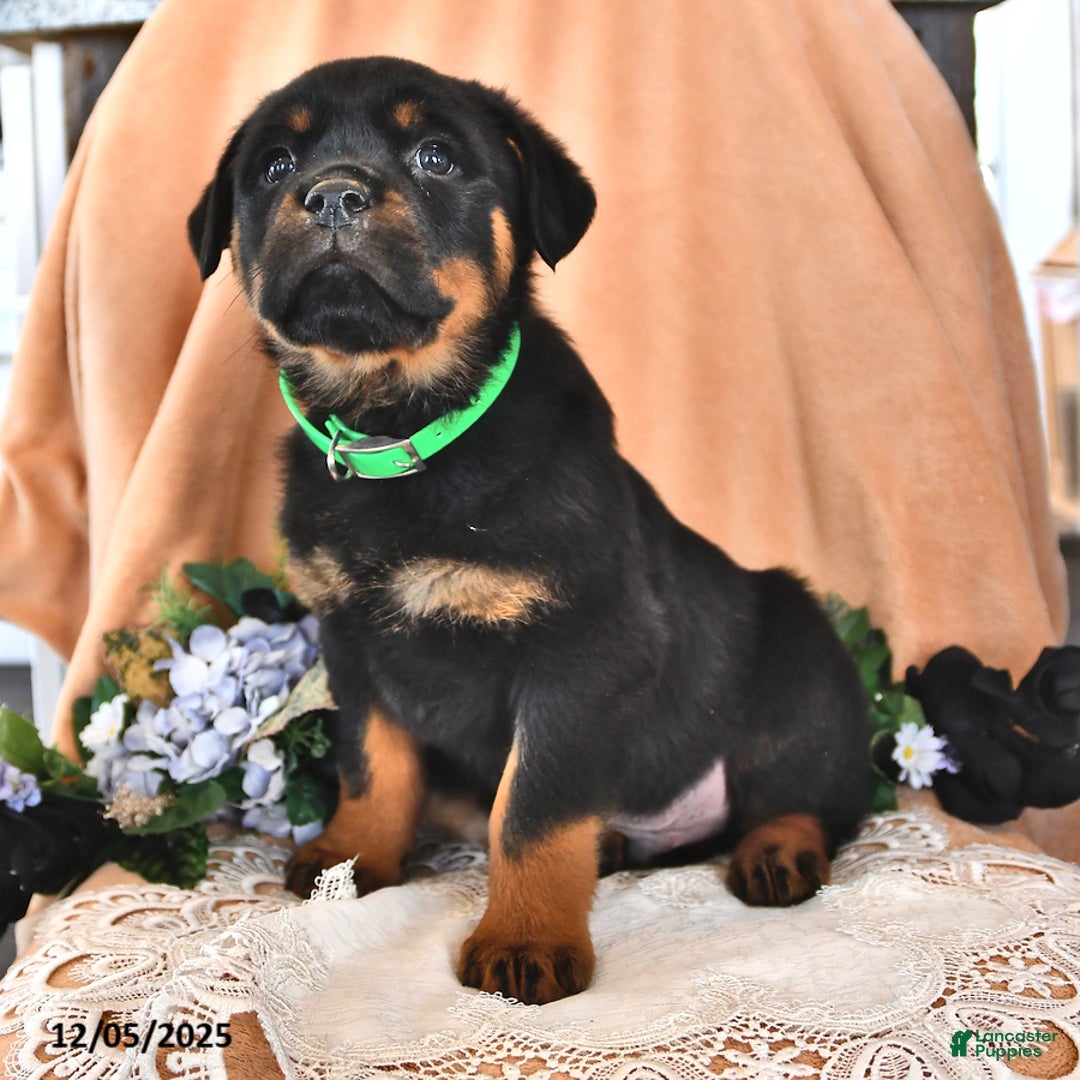 Rottweiler dogs for sale: Rocky - Ad 2