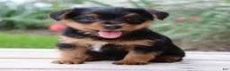 Yorkshire Terrier dogs for sale: Cola - Ad 3